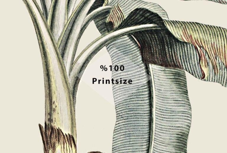 Tropical Palm Trees Exotic Plant Floral Wallpaper, Leaves Wallpaper, Bohemian Wallpaper, Botany Peel and Stick Mural, Stylish Wall Design