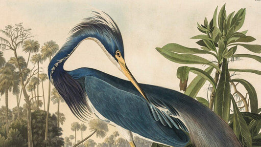 Louisiana Bird 3D Wallpaper, Special Design Wallpaper, Romantic Wall Mural, Peel and Stick Wallpaper, Drawing Wallpaper, Bohemian Wallpaper